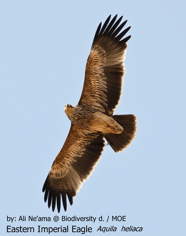 Eastern Imperial Eagle