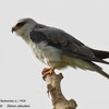 Black-winged Kite