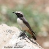 kurdstan wheatear