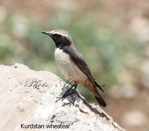 kurdstan wheatear