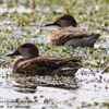 Eurasian teal