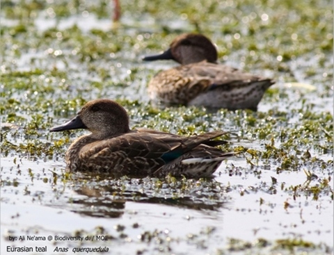 Eurasian teal