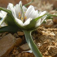 Androcymbium - RSCN 