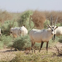 Arabian Oryx - RSCN