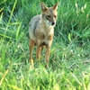 040619d050_goldenJackal.JPG