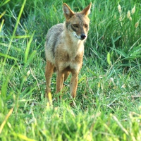 Golden jackal - RSCN 