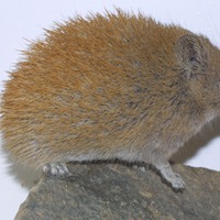 Golden Spiny Mouse- RSCN 