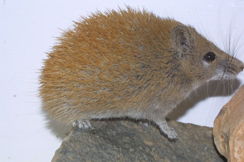 Acomys russatus.JPG