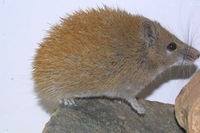 Golden Spiny Mouse- RSCN 