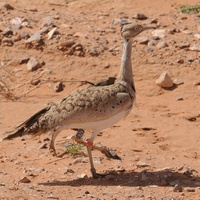 Houbara Bustard - RSCN