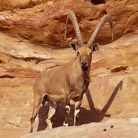 Nubian Ibex - RSCN