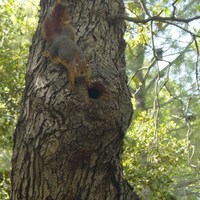 Persian Squirrel - RSCN 