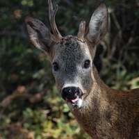 Roe Deer-RSCN 