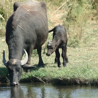 Water Buffalo - RSCN