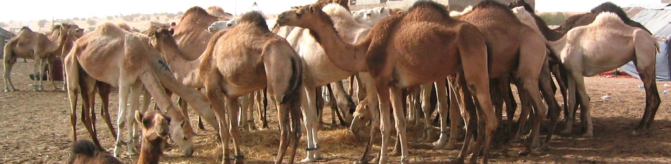 camels