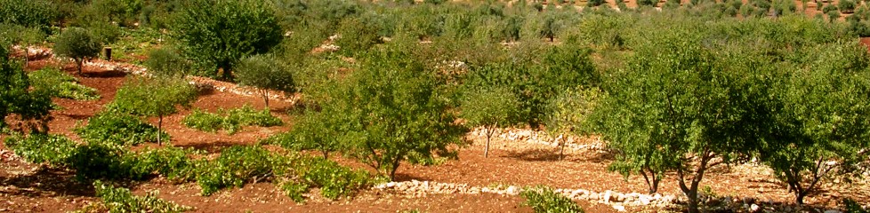 olive-trees