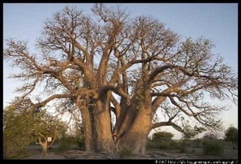 baobab-boye.jpg