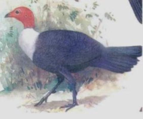 birds-revsed.JPG
