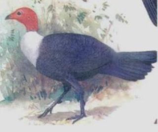 birds-revsed.JPG