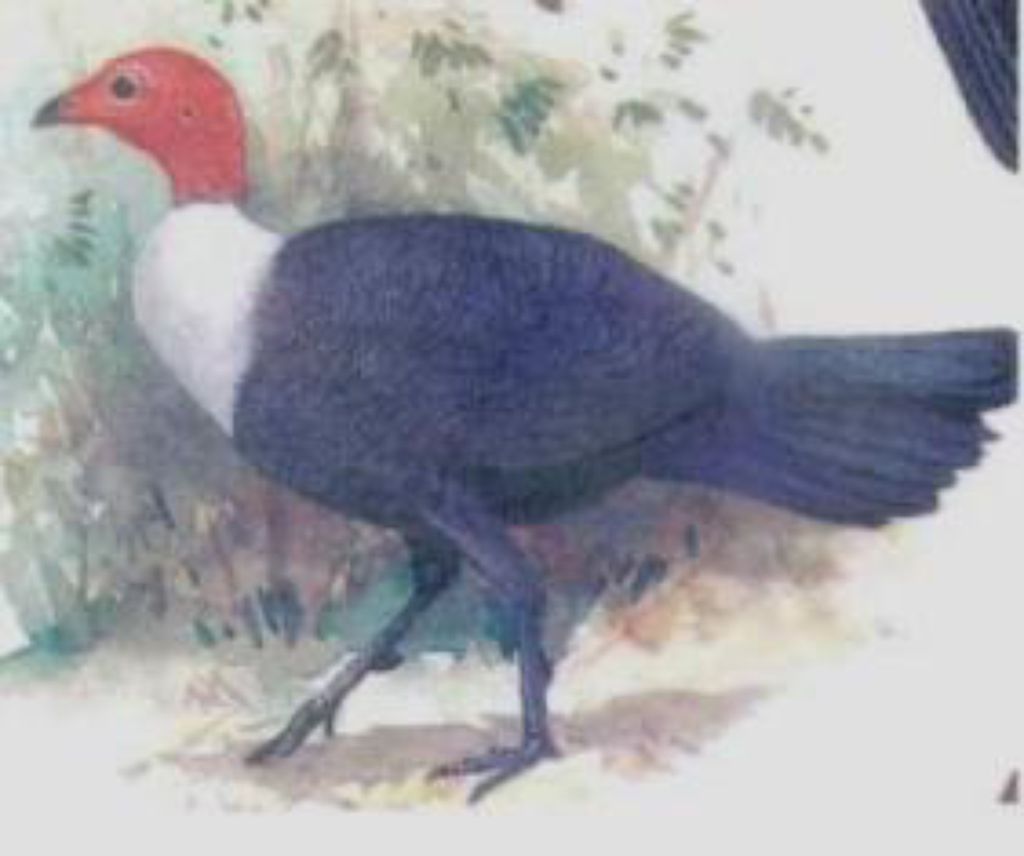 birds-revsed.JPG