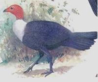 birds-revsed.JPG