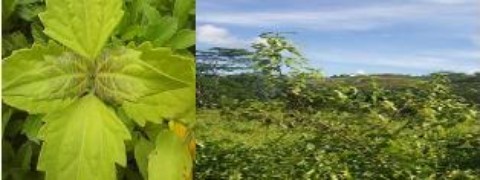 chromolaena-odorata-in-the-field.JPG