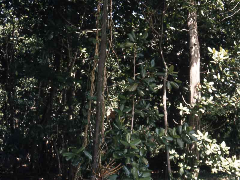 Fig. 10: een deel van de plantengroei op het eiland.