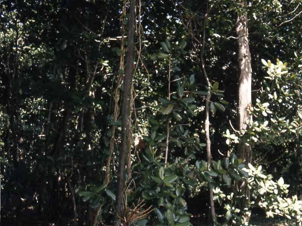 Fig. 10: een deel van de plantengroei op het eiland.