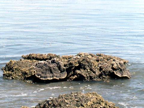 Fig. 13: de koraalkust bij laag water.
