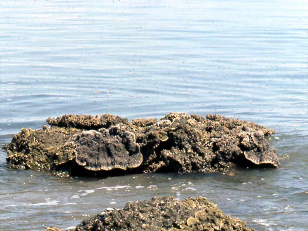 Fig. 13: de koraalkust bij laag water.