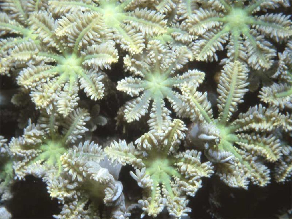 Fig. 14: onderwaterfotografie van het rif van Laing.