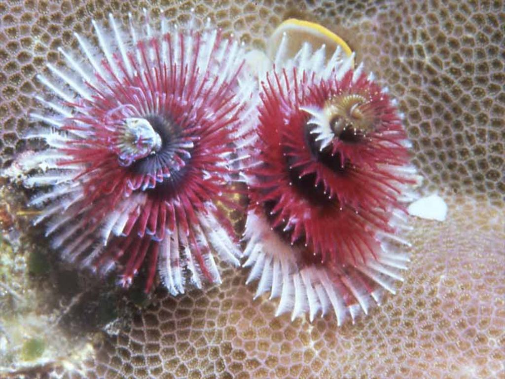 Fig. 16: onderwaterfotografie van het rif van Laing.
