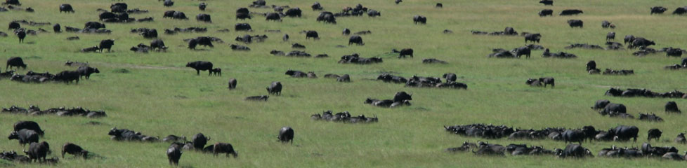 buffalos_kenia.jpg