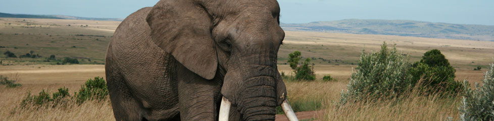 elephant_kenia.jpg