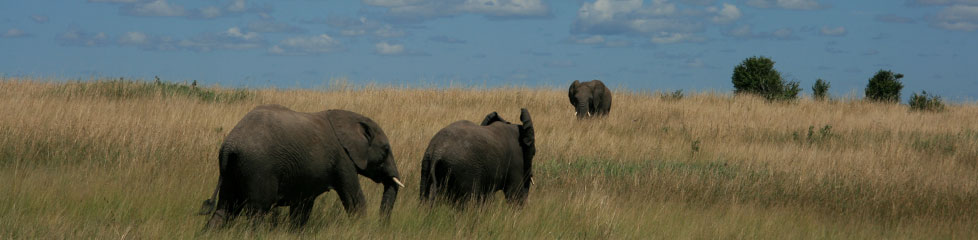 elephants_kenia.jpg