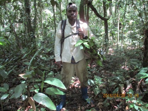 chercheur en plein inventaire à Yangambi