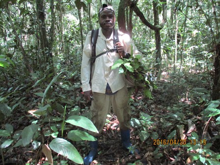 chercheur en plein inventaire à Yangambi