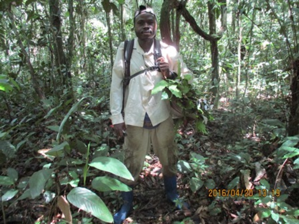 chercheur en plein inventaire à Yangambi