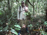 chercheur en plein inventaire à Yangambi