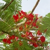Delonix regia(fleur)