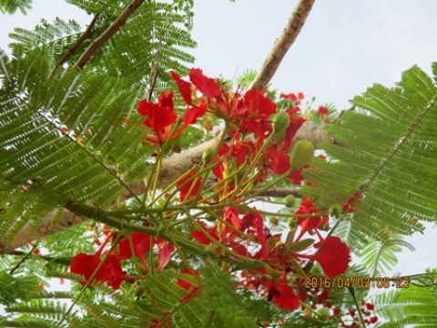 Delonix regia(fleur)