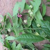 Hesteria parvifolia 