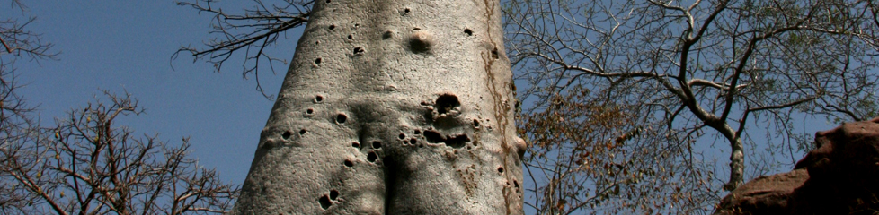 baobab