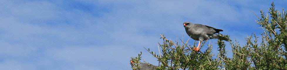 bird