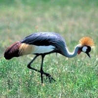 Birds of Rwanda