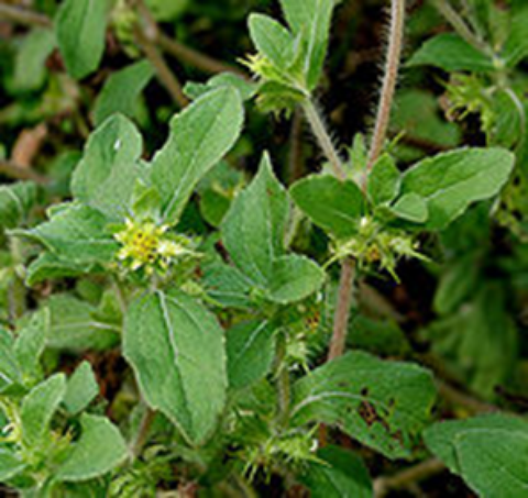 herbs