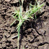 Grasses