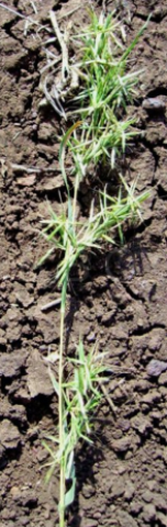 Grasses