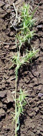 Grasses
