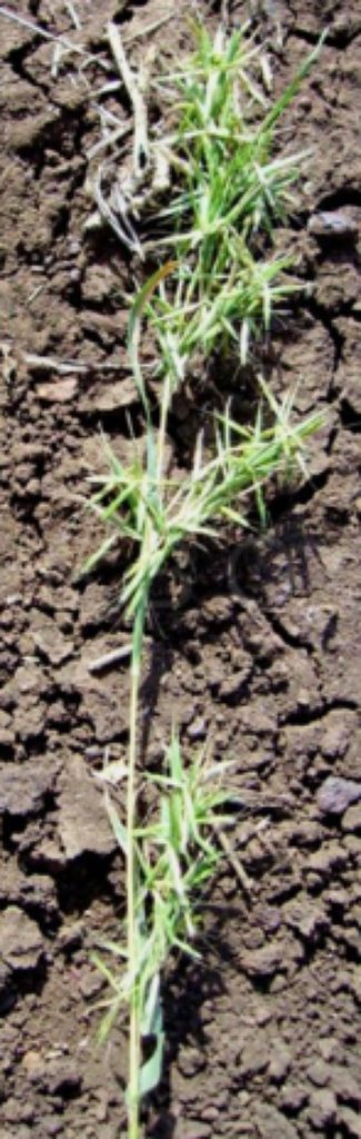 Grasses